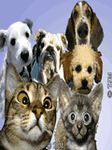 pic for animals  120x160